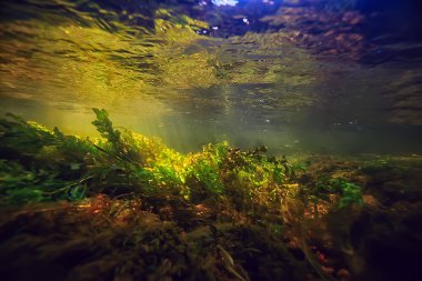 Nehirdeki çok renkli sualtı manzarası, temiz su yosunları, suyun altındaki bitkiler.