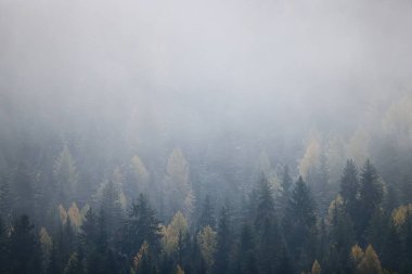 Sonbahar sisi orman dağları, ağaçlar sis manzarası