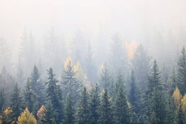 Sonbahar sisi orman dağları, ağaçlar sis manzarası