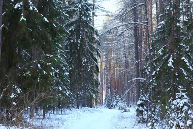 Kış ormanlarında yılbaşı ağacı