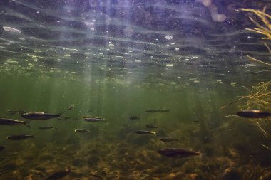 Balık tatlısu akvaryumu okulu, arka plan ekoloji balığı su altında.