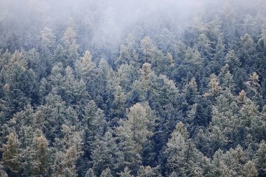 Sonbahar sisi orman dağları, ağaçlar sis manzarası