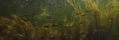 Suyun altında balık sürüsü, soyut arka plan deniz doğası deniz ekosistemi