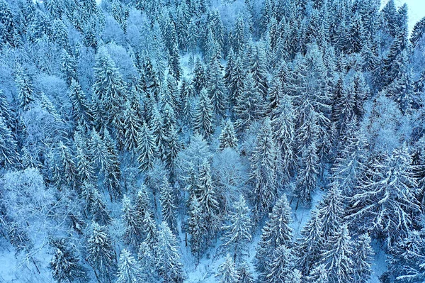 Деревья Леса Мороз Вид Сверху Фон Абстрактный Вид Беспилотника Природа — стоковое фото
