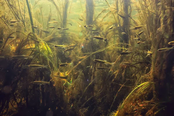 Fischschule Süßwasseraquarium Hintergrund Ökologie Fische Unter Wasser — Stockfoto