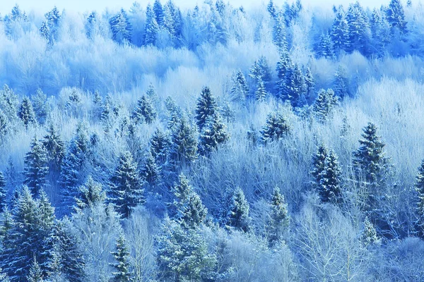 Kerstboom Het Winterbos Kerstlandschap — Stockfoto