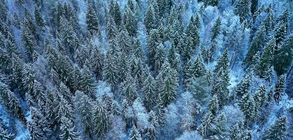 Stromy Les Mráz Vrchol Pohled Pozadí Abstraktní Drone Pohled Příroda — Stock fotografie