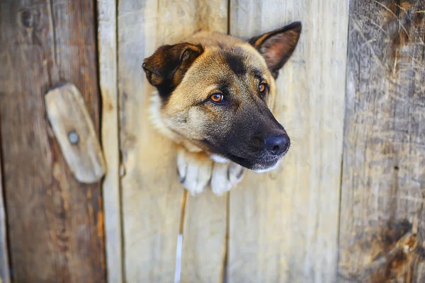 guard dog in dog house, security background