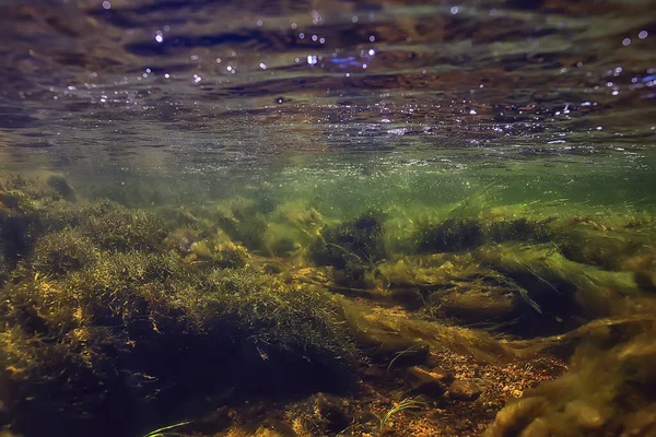 河流中五彩斑斓的水下风景 海藻清澈的水面 水下的植物 — 图库照片