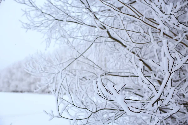 Takken Bedekt Met Vorst Achtergrond Abstracte Winter December Uitzicht — Stockfoto