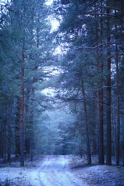 Sapins Hiver Dans Paysage Forestier Avec Neige Couverte Décembre — Photo