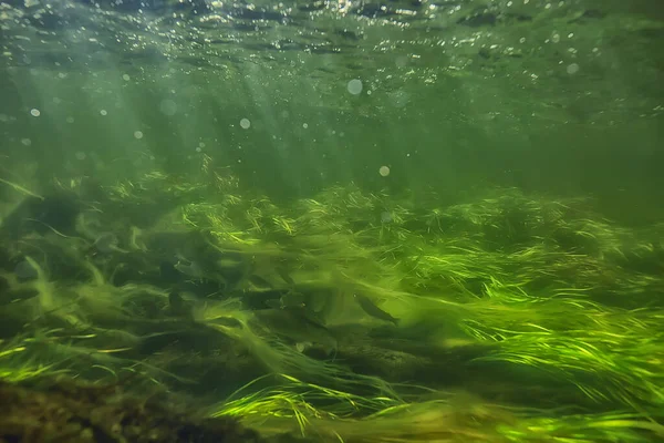 Зеленые Водоросли Водой Реке Пейзаж Реки Экология Природы — стоковое фото