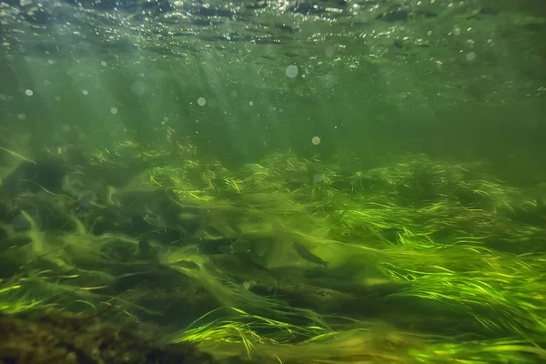 Grünalgen Unter Wasser Der Flusslandschaft Flusslandschaft Ökologie Natur — Stockfoto