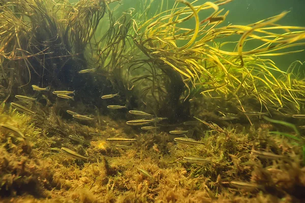 Риба Під Водою Абстрактний Фон Природа Море Океанська Екосистема — стокове фото