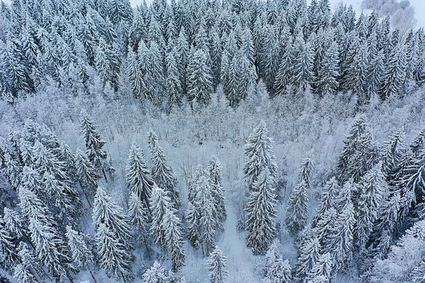 Bäume Wald Frost Von Oben Ansicht Hintergrund Abstrakt Drohne Ansicht — Stockfoto