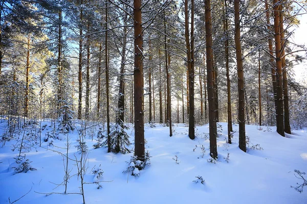 冬の森の日当たりの良い景色太陽の風景 — ストック写真