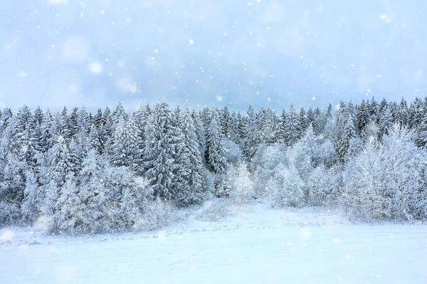 Träd Skog Frost Ovanifrån Bakgrund Abstrakt Drönare Visa Natur Årstid — Stockfoto