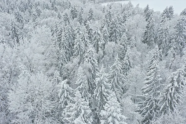 Bäume Wald Frost Von Oben Ansicht Hintergrund Abstrakt Drohne Ansicht — Stockfoto