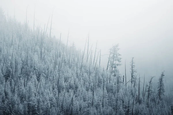 秋雾山林 树木见雾 — 图库照片