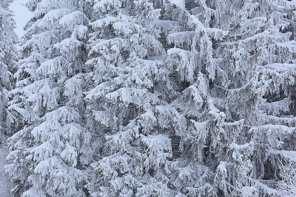 Bosque Coníferas Cubierto Con Fondo Escarcha Árboles Nieve Paisaje Invierno —  Fotos de Stock