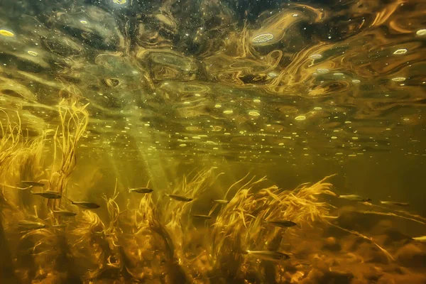 Sluneční Paprsky Pod Vodní Krajinou Mořská Pláň Sladkovodní Řeka Potápění — Stock fotografie