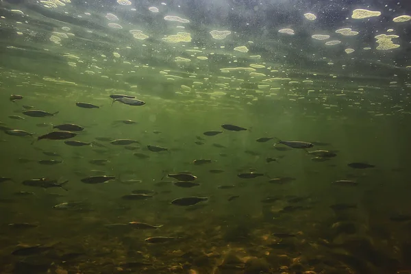 Flock Small Fish Underwater Freshwater Bleak Fish Anchovy Seascape — Stock Photo, Image