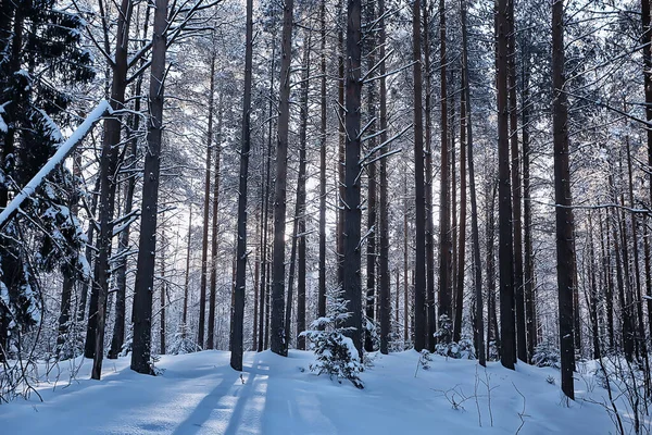 Naaldbos Bedekt Met Steenvorst Achtergrond Winter Landschap Sneeuwbomen — Stockfoto