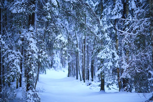 Wintertannen Der Waldlandschaft Mit Schnee Dezember — Stockfoto