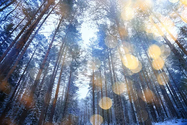 Napos Kilátás Téli Erdő Napfény Táj Természet — Stock Fotó