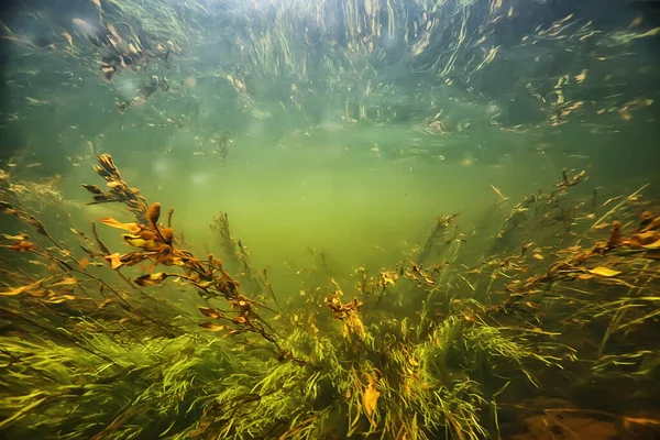 Green Algae Underwater River Landscape Riverscape Ecology Nature — Stock Photo, Image