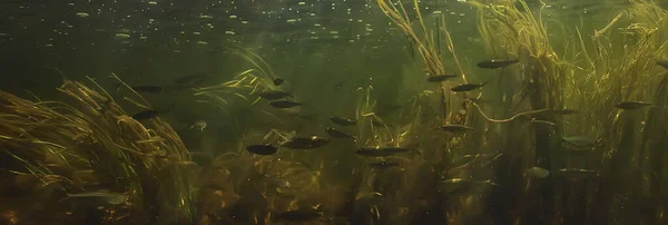 Peces Bajo Agua Cardumen Abstracto Fondo Naturaleza Mar Océano Ecosistema — Foto de Stock