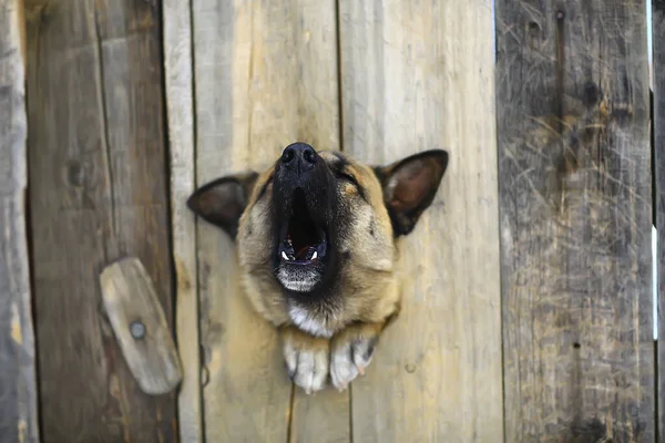犬小屋の番犬警備の背景 — ストック写真