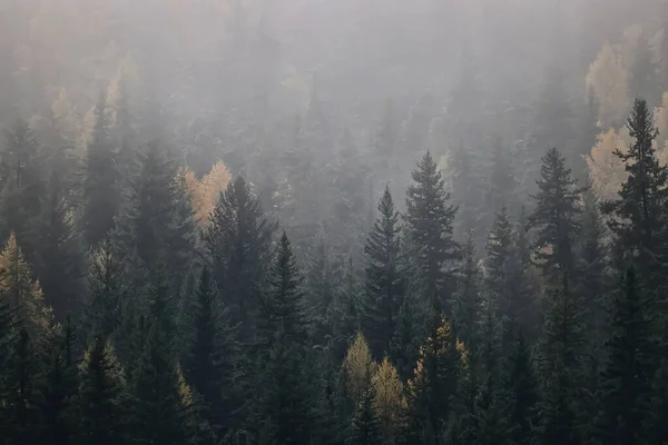 Outono Nevoeiro Paisagem Floresta Montanhas Árvores Vista Névoa — Fotografia de Stock