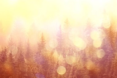 Sonbahar sisi orman dağları, ağaçlar sis manzarası