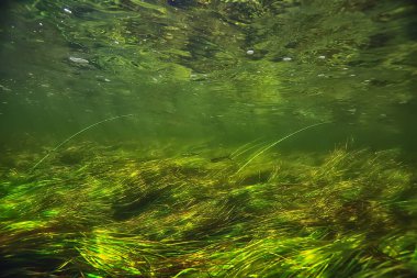 Nehir manzarasında yeşil yosunlar, nehir manzarası, ekoloji doğası.