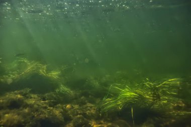 Suyun altında taze su, altında güneş ışınları olan yeşil arka plan, su