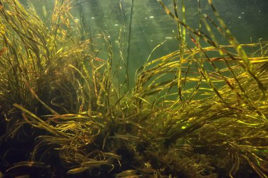Güneş ışınları suyun altında, deniz manzarası tatlı su nehri dalışı
