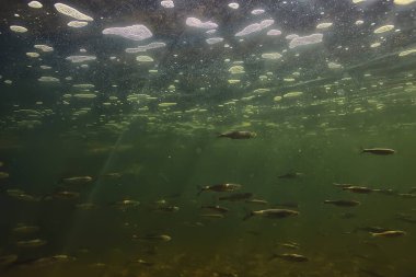 Suyun altında balık sürüsü, soyut arka plan deniz doğası deniz ekosistemi