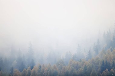 Sonbahar sisi orman dağları, ağaçlar sis manzarası