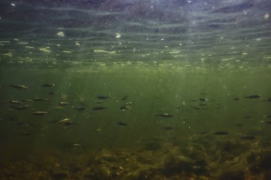 Suyun altında balık sürüsü, soyut arka plan deniz doğası deniz ekosistemi