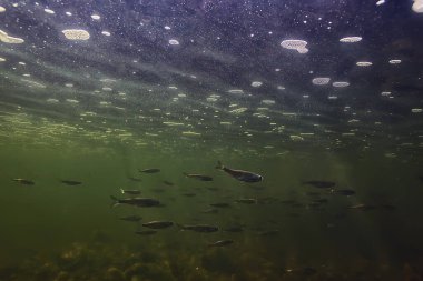 Suyun altında küçük balık sürüsü, tatlı su kasvetli balık ançüezli deniz manzarası