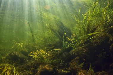 Güneş ışınları suyun altında, deniz manzarası tatlı su nehri dalışı