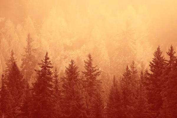 삼림을 뒤덮고 나무들은 안개를 — 스톡 사진