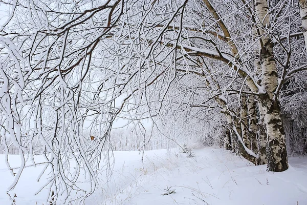 Zimowe Drzewa Krajobrazowe Pokryte Mrozem — Zdjęcie stockowe