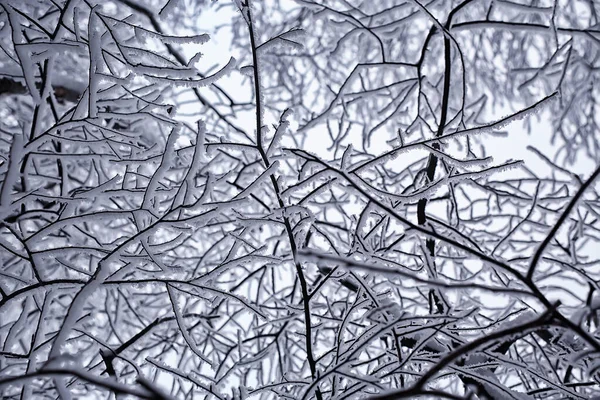 Ramos Cobertos Com Geada Fundo Abstrato Inverno Dezembro Vista — Fotografia de Stock