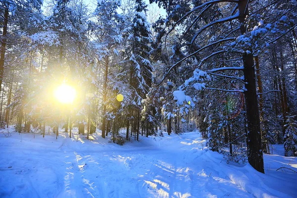 Joulukuusi Talvella Metsän Joulukuusi Maisema — kuvapankkivalokuva