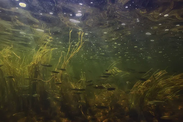 水中の小さな魚の群れ淡水の荒涼とした魚のカタクチイワシの海 — ストック写真