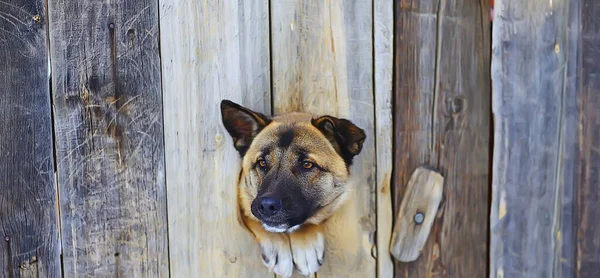 Сторожевая Собака Собачьем Домике Фон Безопасности — стоковое фото