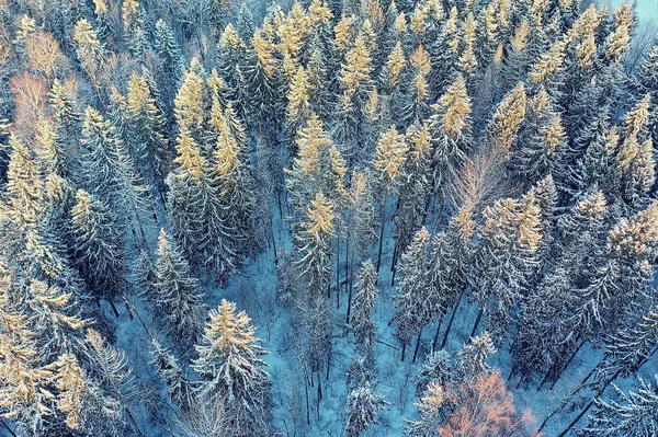 Stromy Les Mráz Vrchol Pohled Pozadí Abstraktní Drone Pohled Příroda — Stock fotografie