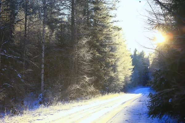 Vue Ensoleillée Forêt Hiver Paysage Ensoleillé Nature — Photo